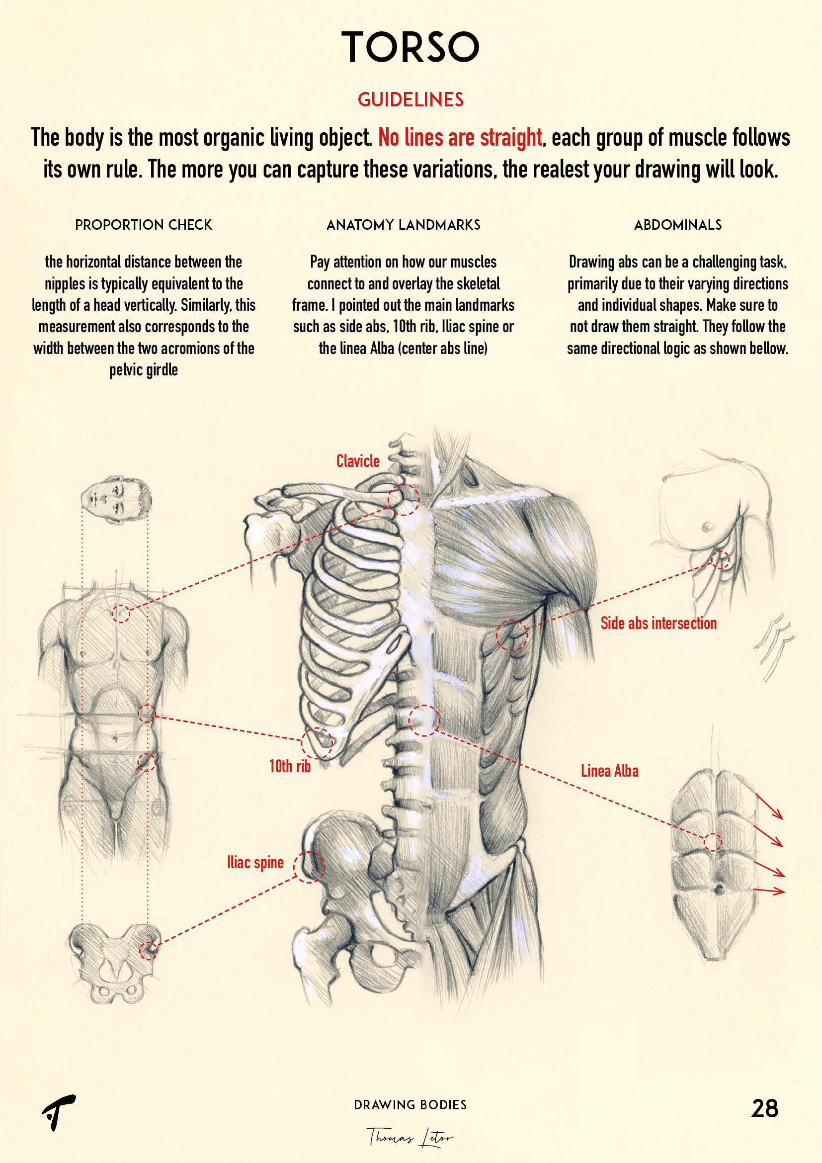 How To Draw The Human Body Step By Step